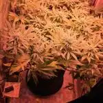 Bubblegum XL