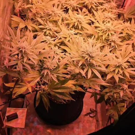 Bubblegum XL