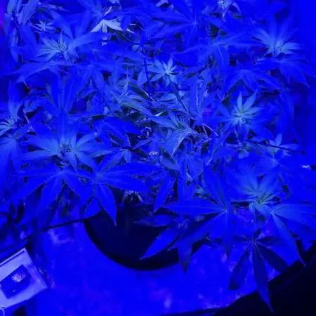 Bubblegum XL