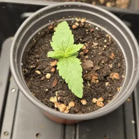 Bubblegum XL