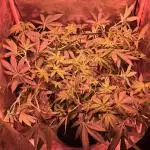 Bubblegum XL