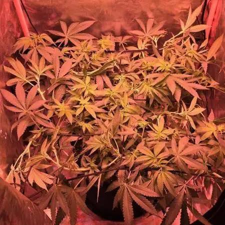 Bubblegum XL