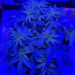 Bubblegum XL