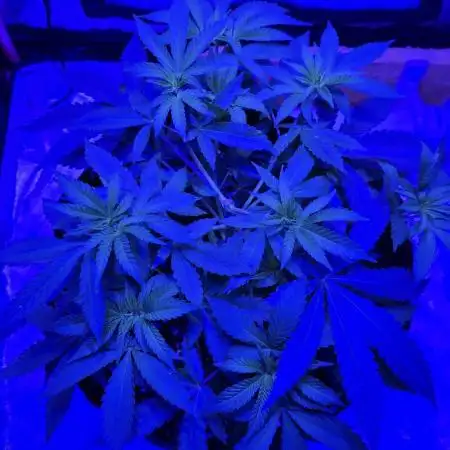 Bubblegum XL