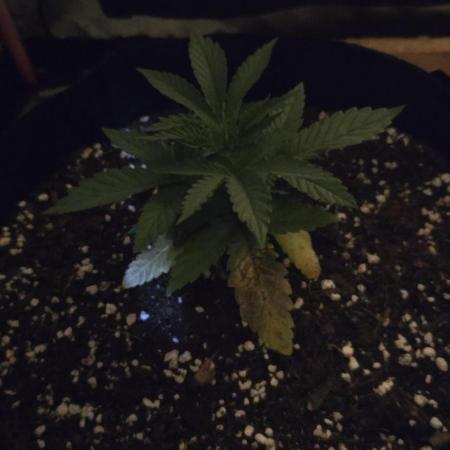 Bubblegum XL