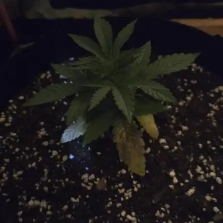 Bubblegum XL