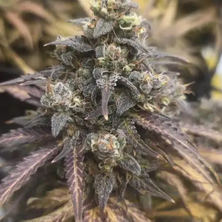 NYC Sour Diesel Autoflower by RQSxTyson