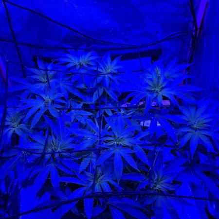 Bubblegum XL