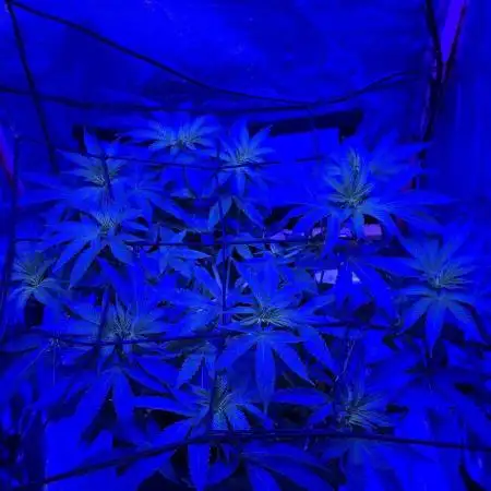 Bubblegum XL