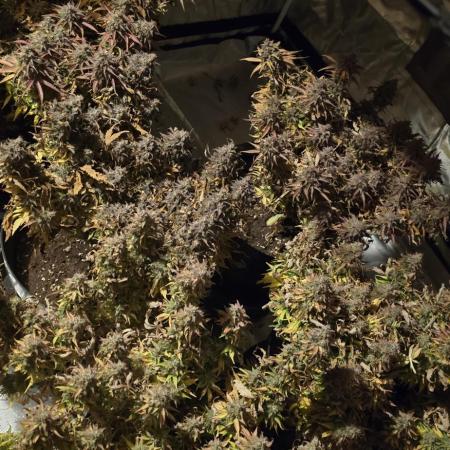 NYC Sour Diesel Autoflower by RQSxTyson