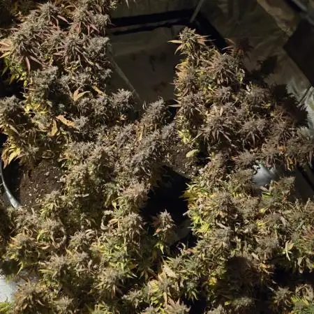 NYC Sour Diesel Autoflower by RQSxTyson