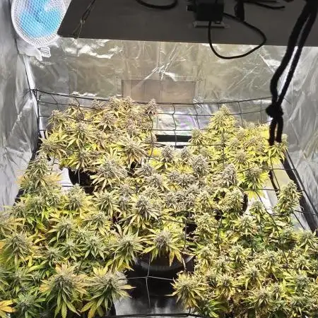 NYC Sour Diesel Autoflower by RQSxTyson