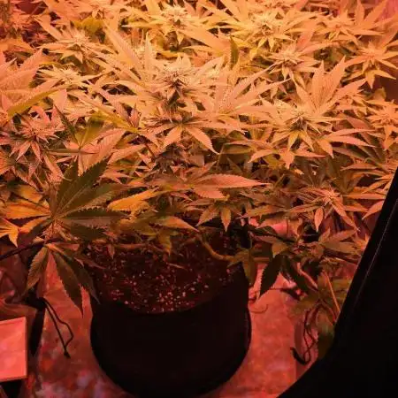 Bubblegum XL