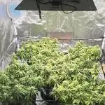 NYC Sour Diesel Autoflower by RQSxTyson