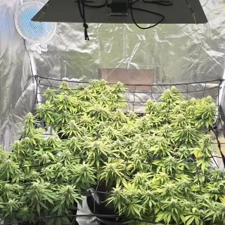 NYC Sour Diesel Autoflower by RQSxTyson