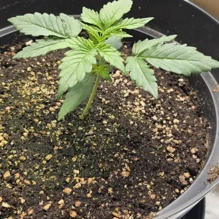 NYC Sour Diesel Autoflower by RQSxTyson