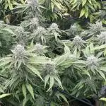 apical + Lst gea seed 4.2m 1200w