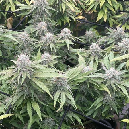 apical + Lst gea seed 4.2m 1200w