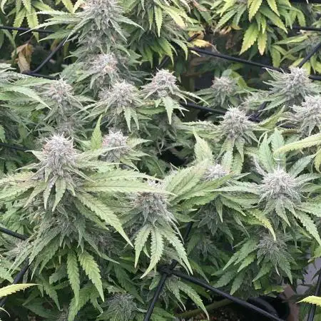 apical + Lst gea seed 4.2m 1200w
