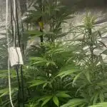 granel vs marcas 1400w