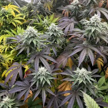 granel vs marcas 1300w