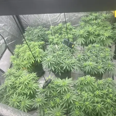 apical + Lst gea seed 4.2m 1200w