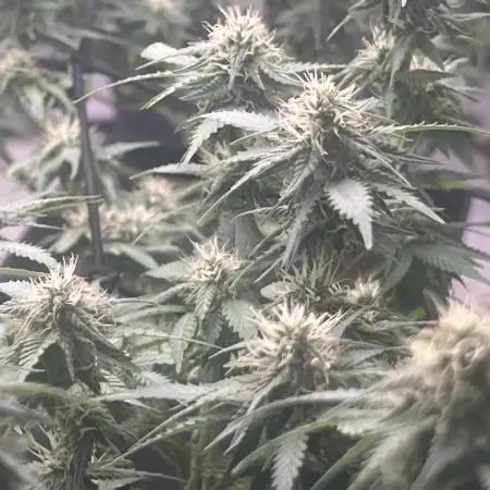 apical + Lst gea seed 4.2m 1200w