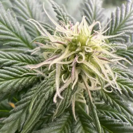 apical + Lst gea seed 4.2m 1200w
