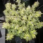 apical + Lst gea seed 4.2m 1200w