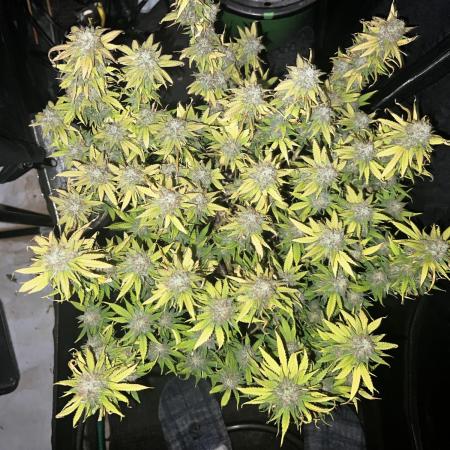 apical + Lst gea seed 4.2m 1200w