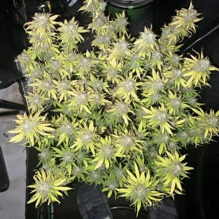 apical + Lst gea seed 4.2m 1200w