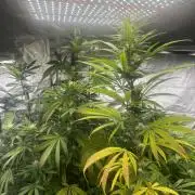 granel vs marcas 1400w