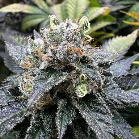 granel vs marcas 1300w