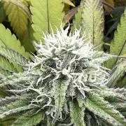 granel vs marcas 1300w