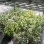 apical + Lst gea seed 4.2m 1200w
