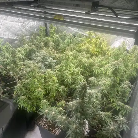 apical + Lst gea seed 4.2m 1200w