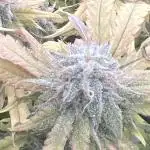 apical + Lst gea seed 4.2m 1200w