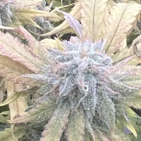 apical + Lst gea seed 4.2m 1200w