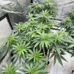 apical + Lst gea seed 4.2m 1200w
