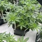 apical + Lst gea seed 4.2m 1200w