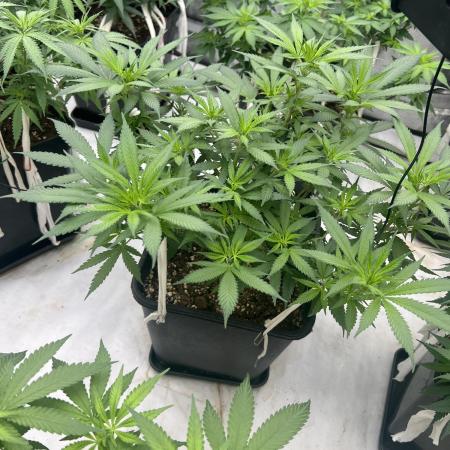apical + Lst gea seed 4.2m 1200w