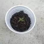Northern Lights Auto
