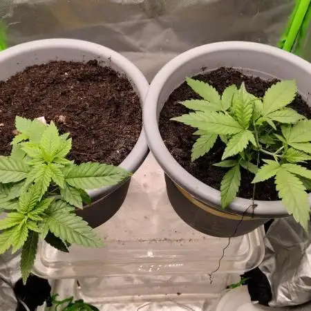 Lemonpaya FB/ Special Kush RQS