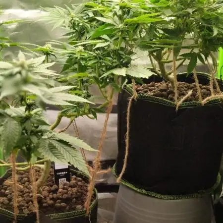 Lemonpaya FB/ Special Kush RQS
