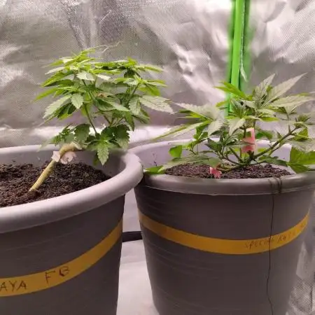 Lemonpaya FB/ Special Kush RQS