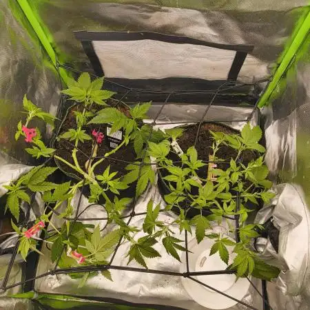 Lemonpaya FB/ Special Kush RQS