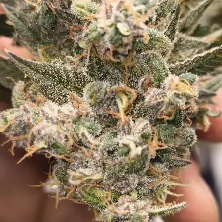 GOAT Tropicana FF