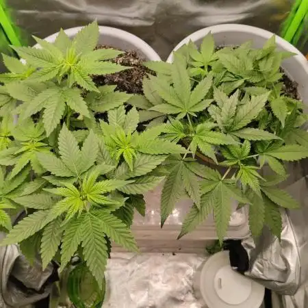 Lemonpaya FB/ Special Kush RQS