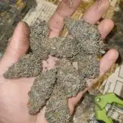 Lemonpaya FB/ Special Kush RQS