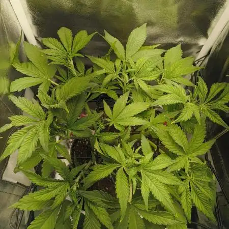 Bonus Gorilla Cookies auto